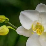 Plantas que aportan elegancia a tu casa